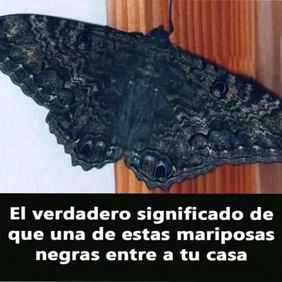 Mariposa Negra