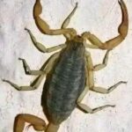 ¡Alacranes en tu hogar! El significado detrás de su presencia
