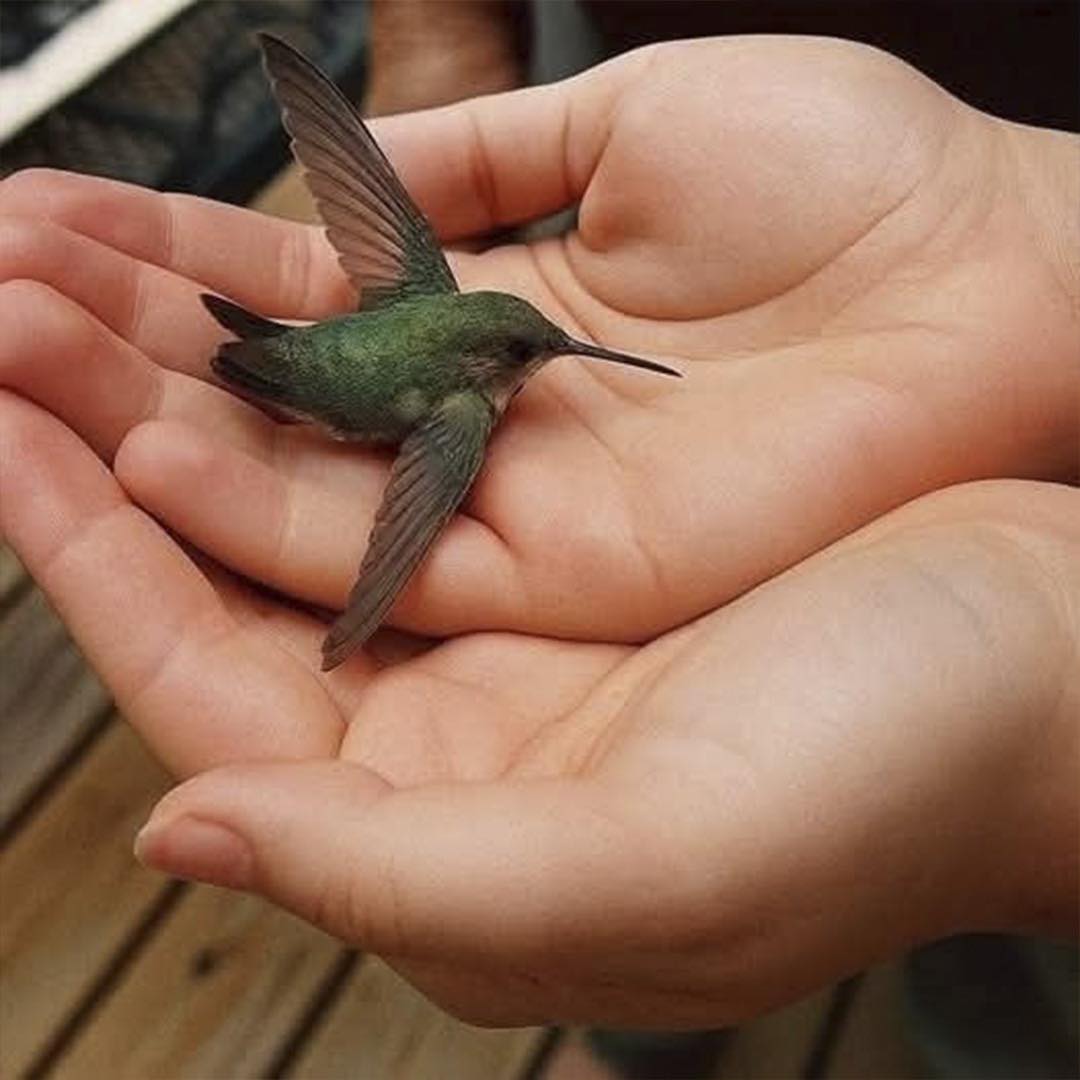 Colibrí Sostenido en las Manos