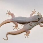El Gecko: Un Mensajero en Tu Hogar