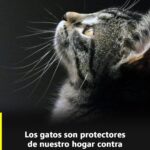 Gatos: Protectoras de la Energía en Nuestro Hogar