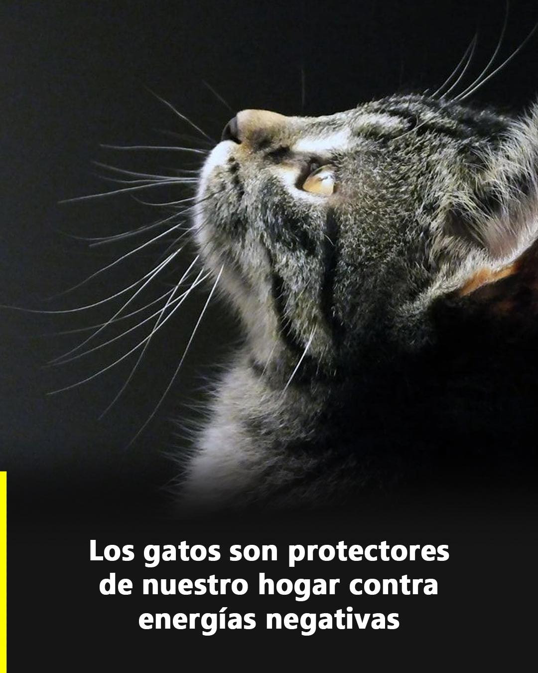 Gato mirando hacia arriba