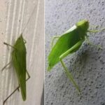El Misterioso Camuflaje de la Katydid: Una Curiosidad Natural para Rockeros