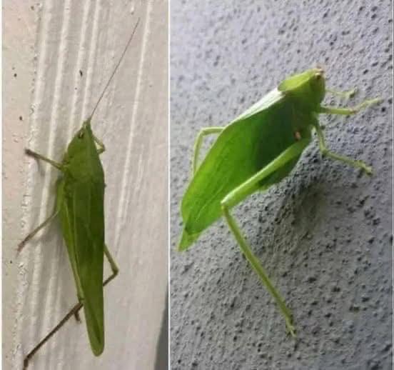 Katydid o 'esperanza' camuflándose como una hoja verde