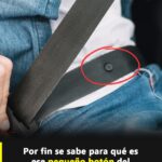 ¡Descubre la Verdadera Función del Botón del Cinturón de Seguridad!
