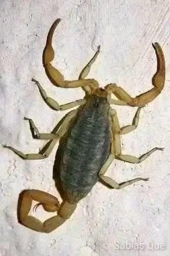 Escorpión