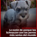 SCHNAUZER: LA SERIEDAD CANINA QUE ESCONDE UNA HISTORIA FASCINANTE 🐾